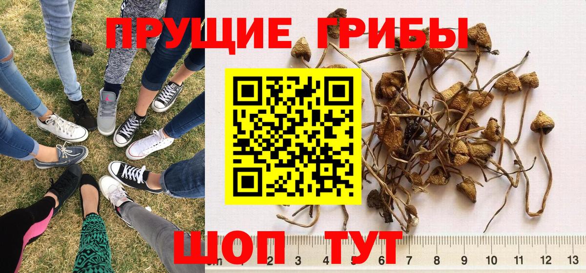 Галлюциногенные грибы прущие грибы  Вход с VPN  Тавда  Галлюциногенные грибы Psilocybe 
